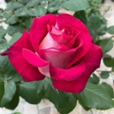 Саджанці троянди «Monica Bellucci» (Моніка Беллуччі)