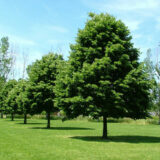 Саджанці Липи серцелистої - Зображення 2