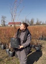 Лохина "Блюкроп" (Середня) (С12, 5-ти річна) - Зображення 2