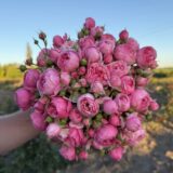 Саджанці троянди  «Pomponella» (Помпонелла)