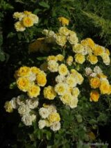 Саджанці троянди «Sun City» (Сан Сіті) - Зображення 2