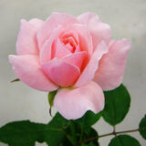 Саджанці троянди  «Queen Elizabeth» (Королева Єлизавета)