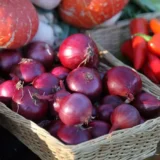 Цибуля сіянка (тиканка) Ред Барон (10-21 мм) 0.5кг - Зображення 2