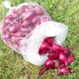 Цибуля сіянка (тиканка) Ред Барон (10-21 мм) 0.5кг - Зображення 3