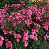 Саджанці троянди  «Pomponella» (Помпонелла) - Зображення 2