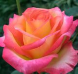 Саджанці троянди «Enjoy» (Інджой)