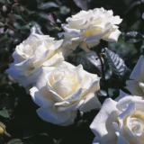 Саджанці троянди «Boeing» (Боїнг) - Зображення 2