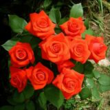 Саджанці троянди «Corvette» (Корвет) - Зображення 2