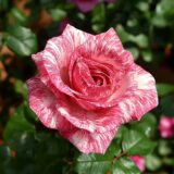 Саджанці троянди «Pink Intuition» (Пінк Інтуїшн) - Зображення 3