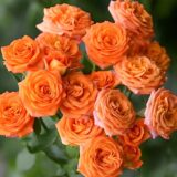 Саджанці троянди «Бейбі» (Baby)