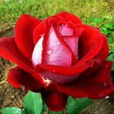 Саджанці троянди «Alliance» (Альянс)