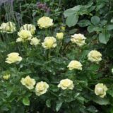 Саджанці троянди «Super Green» (Супер Грін) - Зображення 2