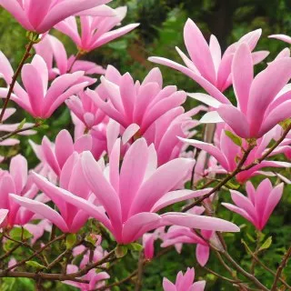 рр Magnolia 'Susan' (Магнолія Сюзан малинова) - Зображення 1