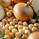 Цибуля сіянка (тиканка) Штутті (10-21 мм) 0.5кг