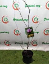 Magnolia 'Soulangeana' (Магнолія Суланжа) - Зображення 2