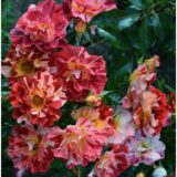 Саджанці троянди «Summer Lodge» (Саммер Лодж) - Зображення 4