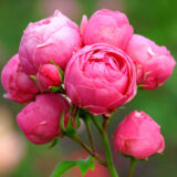 Саджанці троянди  «Pomponella» (Помпонелла)