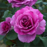 Саджанці троянди «Violet Parfum» (Віолет Парфум)