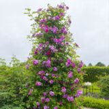 Саджанці троянди «Violet Parfum» (Віолет Парфум) - Зображення 2