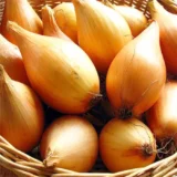 Цибуля сіянка (тиканка) Вольф F1 (8-16мм) 0.5кг