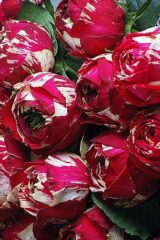 Саджанці троянди «Ranuncula» (Ранункула) - Зображення 2