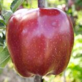 Саджанці яблуні "Супер Чіф"