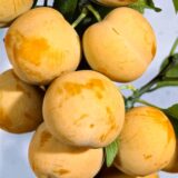 Саджанці сливи "Біла медова" (ранньостиглий сорт)