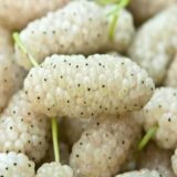 Саджанці шовковиці білої безнассіневої "Біла Медова" (щеплена)