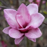 Магнолія 'Starburst' Щеплена