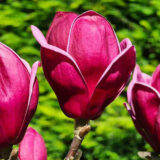 Магнолія Дженні (Magnolia 'Genie') Щеплена