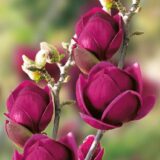 Магнолія Дженні (Magnolia 'Genie') Щеплена - Зображення 2