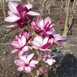 Магнолія 'Starburst' Щеплена - Зображення 2