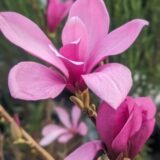 Magnolia 'Ann' (Магнолія Енн)