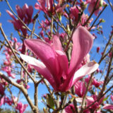 Magnolia 'Ann' (Магнолія Енн) - Зображення 2