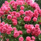Саджанці троянди "Rosarium Uetersen" (Розаріум Ютерсен)