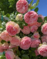 Саджанці троянди "Eden Rose" (Еден Роуз - П'єр де Ронсар) - Зображення 4