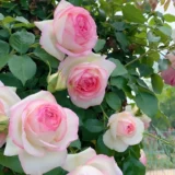 Саджанці троянди "Eden Rose" (Еден Роуз - П'єр де Ронсар)