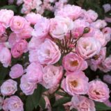 Саджанці троянди"Heavenly Pink" (Хевенлі Пінк )
