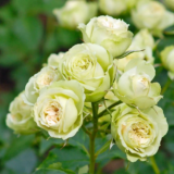 Саджанці троянди "Lovely Green" (Лавлі Грін)