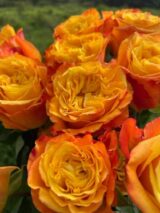Саджанці троянди "Orange Riva" (Оранж Ріва)