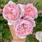 Саджанці троянди "Claire Rose" (Клер Роуз)