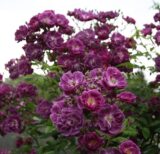 Саджанці троянди "Purple Skyliner" (Перпл Скайлайнер)