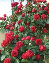 Саджанці троянди "Red Eden Rose" (Ред Еден Роуз)
