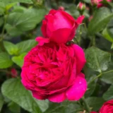 Саджанці троянди "Red Eden Rose" (Ред Еден Роуз) - Зображення 2