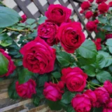 Саджанці троянди "Red Eden Rose" (Ред Еден Роуз) - Зображення 3