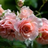 Саджанці троянди" Poesie " (Поезія)