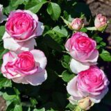 Саджанці троянди "Valse de Meilland" (Вальс де Мейян) - Зображення 3