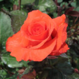 Саджанці троянди " Lady Rose" (Леді Роуз)